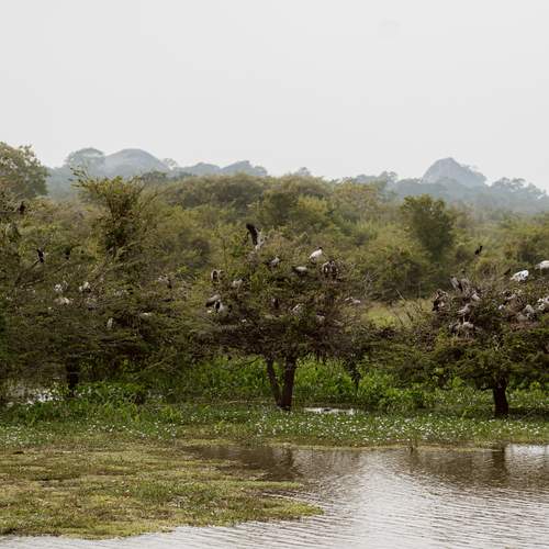 Photo #13161830