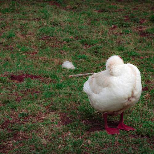 Photo #13162442