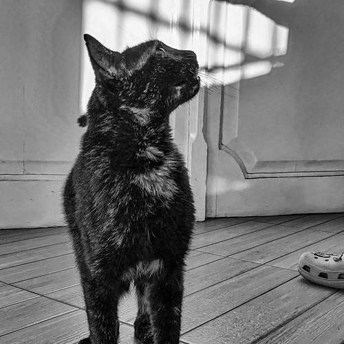 Photo #13162659