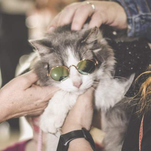 Photo #13162675