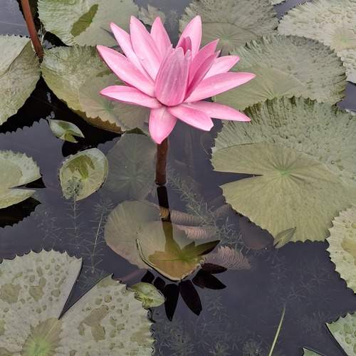 Stillness