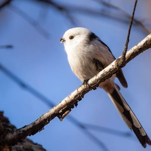 Photo #13163232