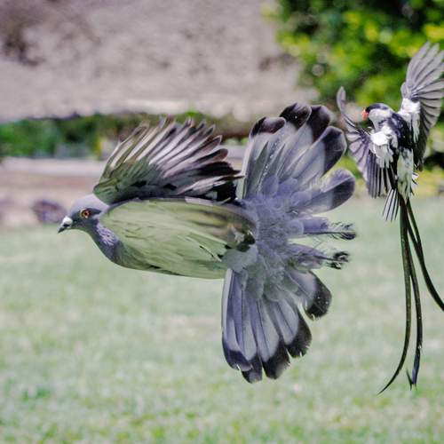 Photo #13164022