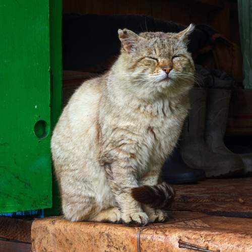 Photo #13164267