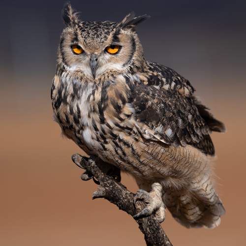 Фотография #13164417