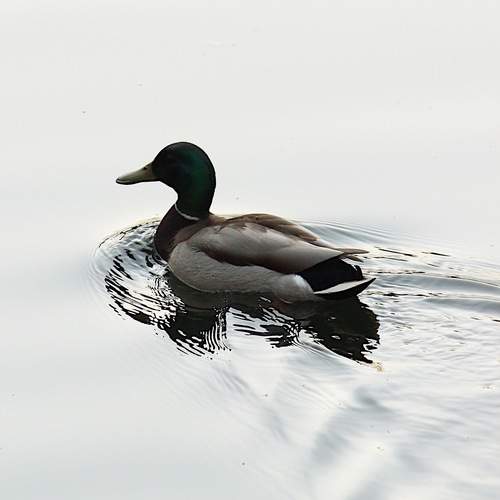 Фотография #13164852