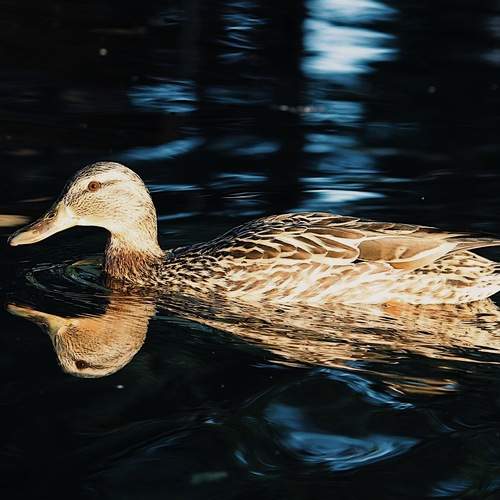 Фотография #13164897