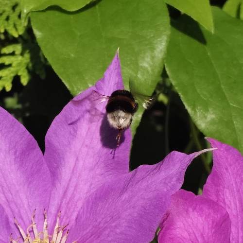 Photo #13165134