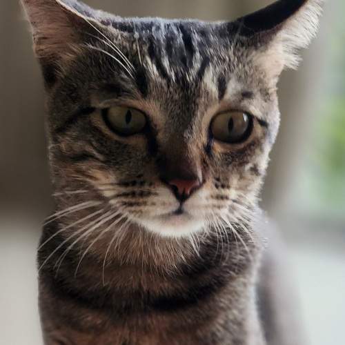 Existentional cat