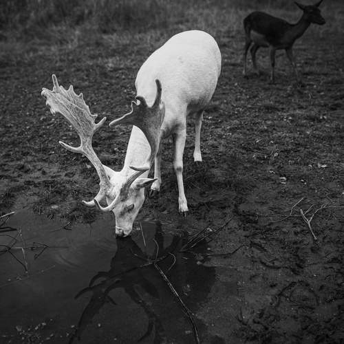 Photo #13165307