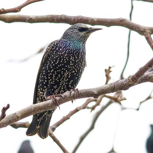 Photo #13165375