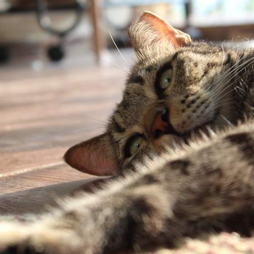 Photo #13165400