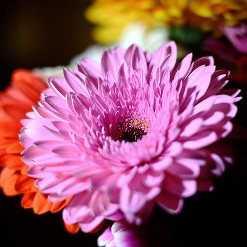 Photo #13166136