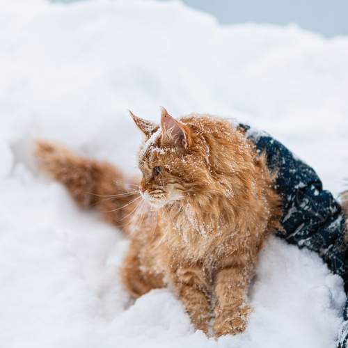 Детская радость и рыжая независимость: история дружбы без условий