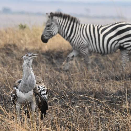 Photo #13166664