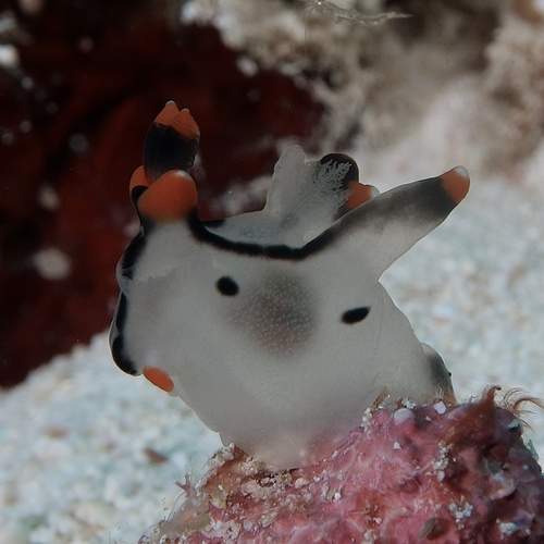 Photo #13167105