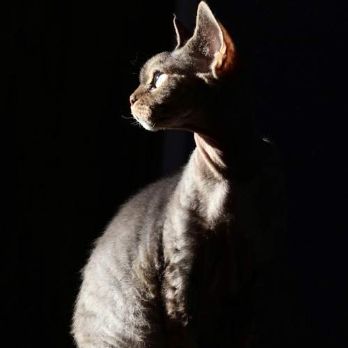 Photo #13167332
