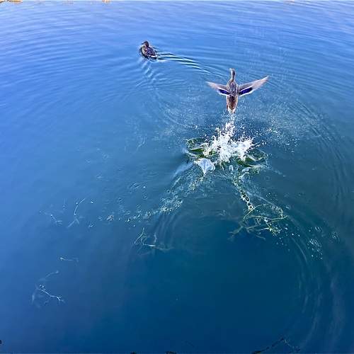 Фотография #13167472