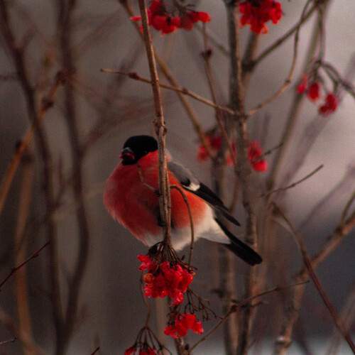 Photo #13167559