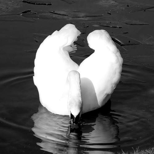 Photo #13168064
