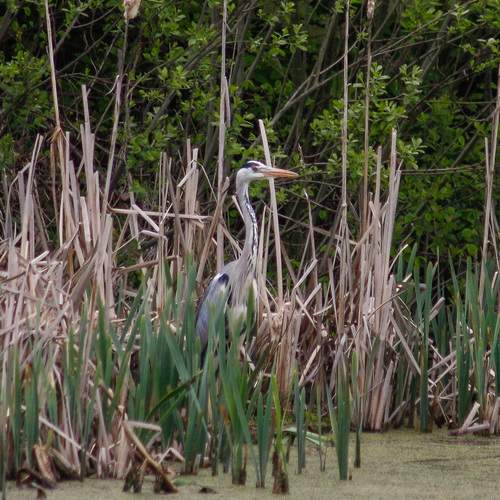 Photo #13168590