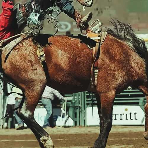 Фотография #13168658