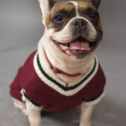 Photo #13168736
