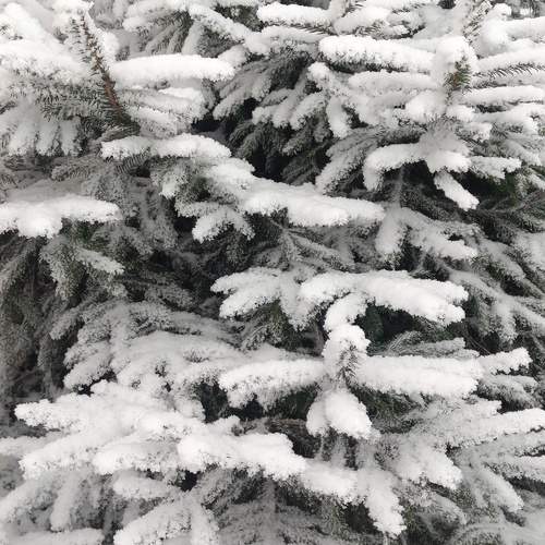 Photo #13168788