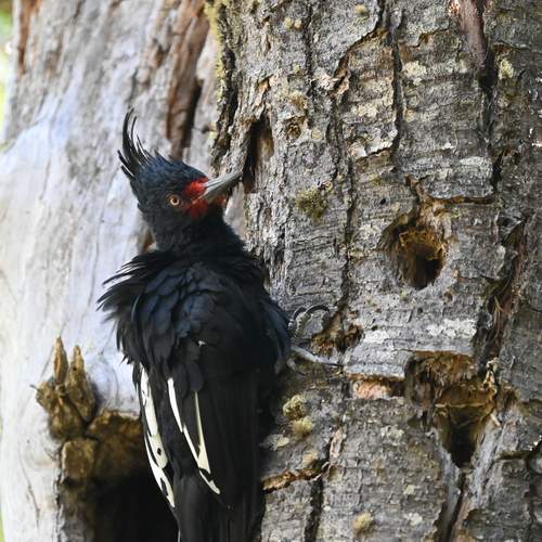 The Magellanic woodpecker