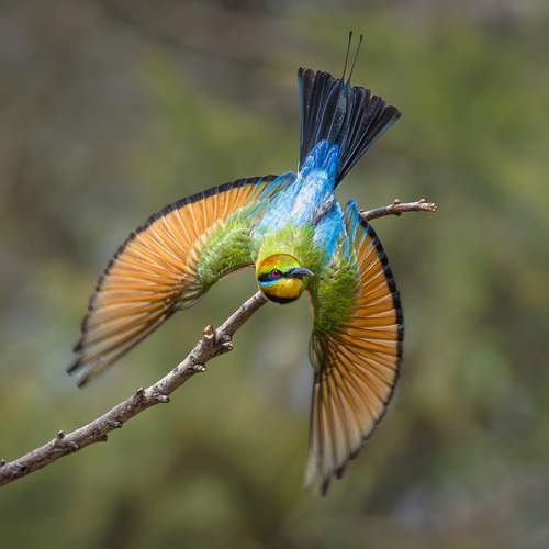 Фотография #13169287