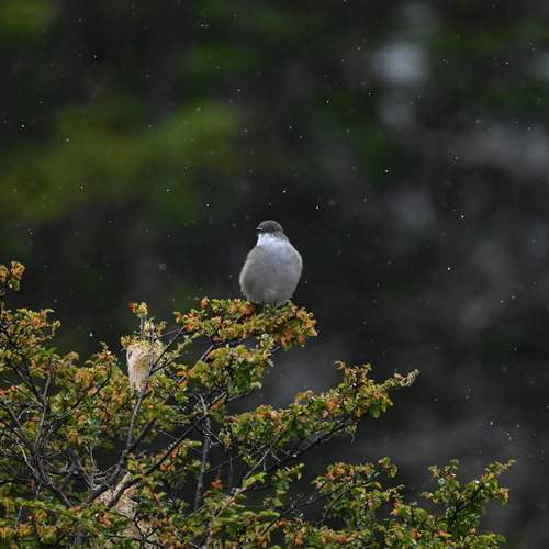 Little bird under the rain
