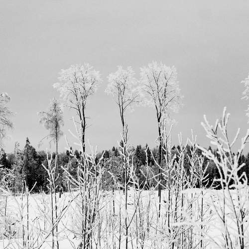 Photo #13169732