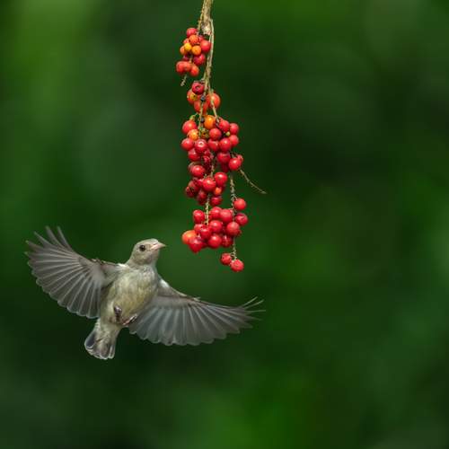 Nature’s Mini Marvel