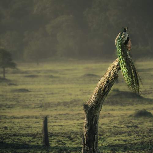 Photo #13170323