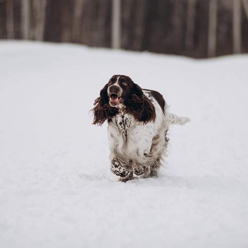 Photo #13170764