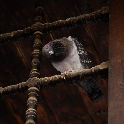 Photo #13170795