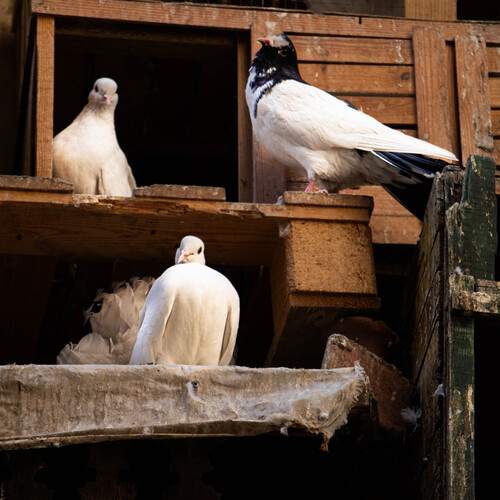 Photo #13170826