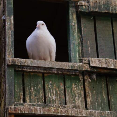 Photo #13170827
