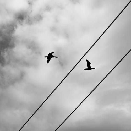 Through the wires
