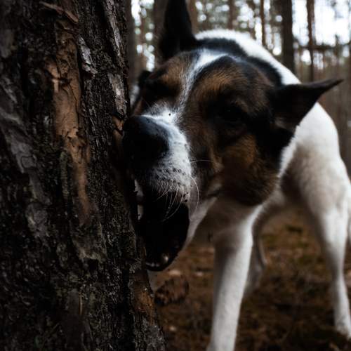 Photo #13171073