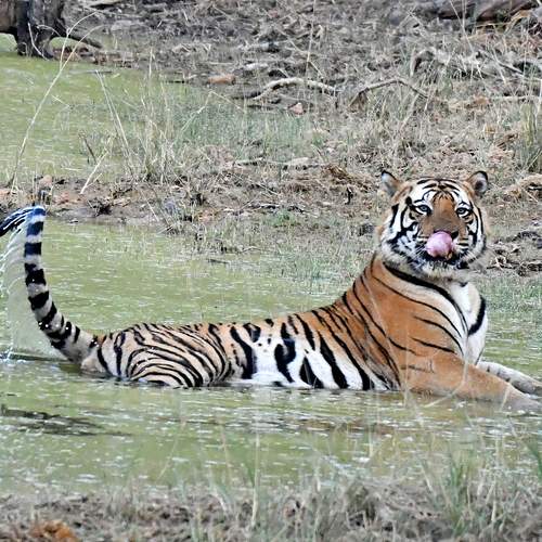 Photo #13171321