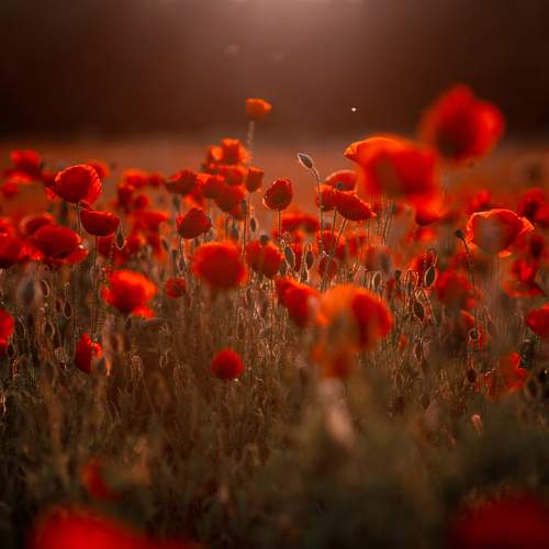 Photo #13171824