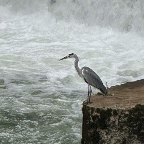 Photo #13173069