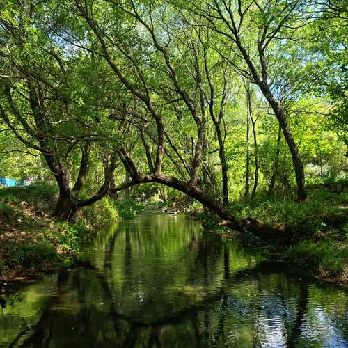 Where Silence Flows
