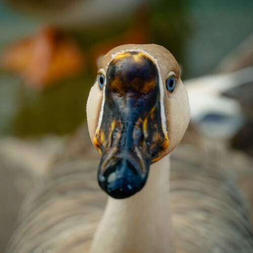 The Curious Gaze
