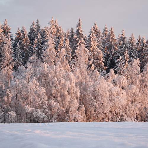 Photo #13173571