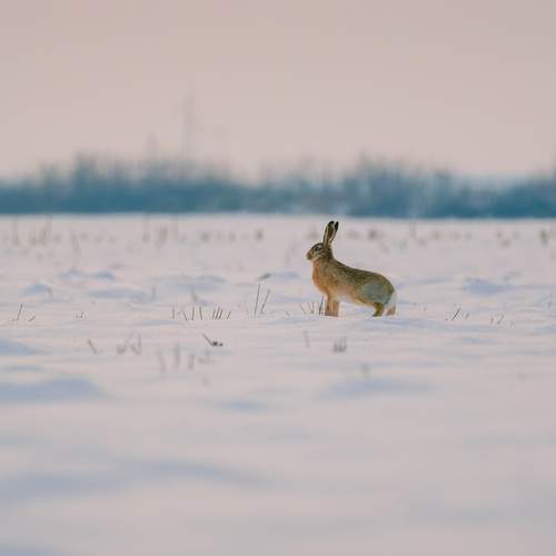 Photo #13173727