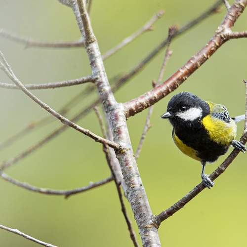 Chi chi chành chành