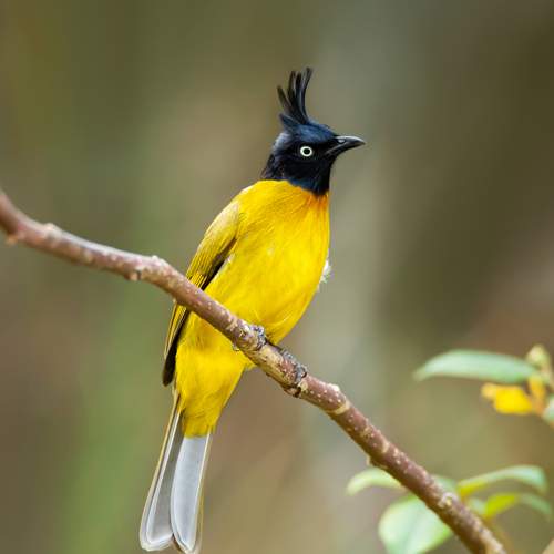 Black-crested Bulbul