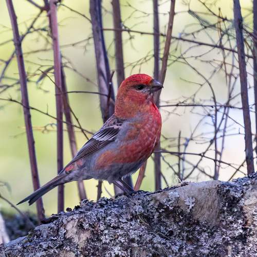 Photo #13174044